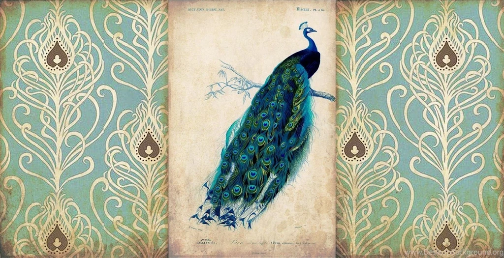 Peacock Wallpapers And Peacock Backgrounds 1 Of 1