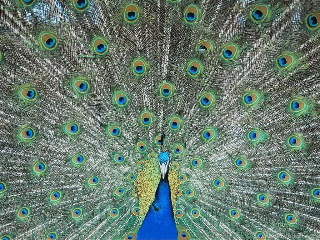 Desktop Peacock Backgrounds Dowload