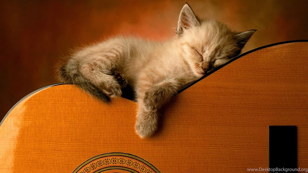 1920x1080 Kitty Sleep On Guitar Wallpapers