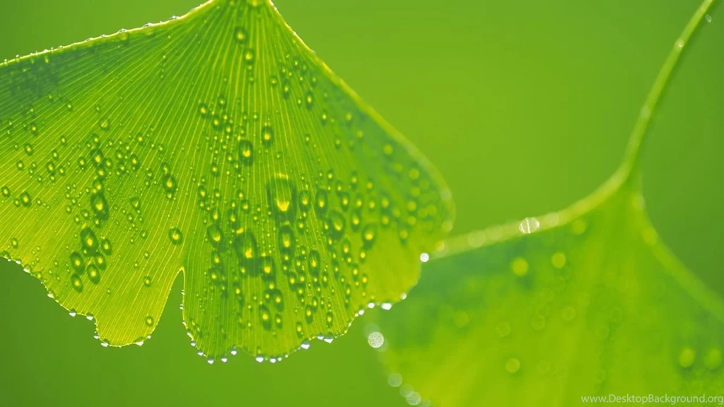 Desktop Wallpapers · Gallery · HD Notebook · Exotic Leaves Laptop ...