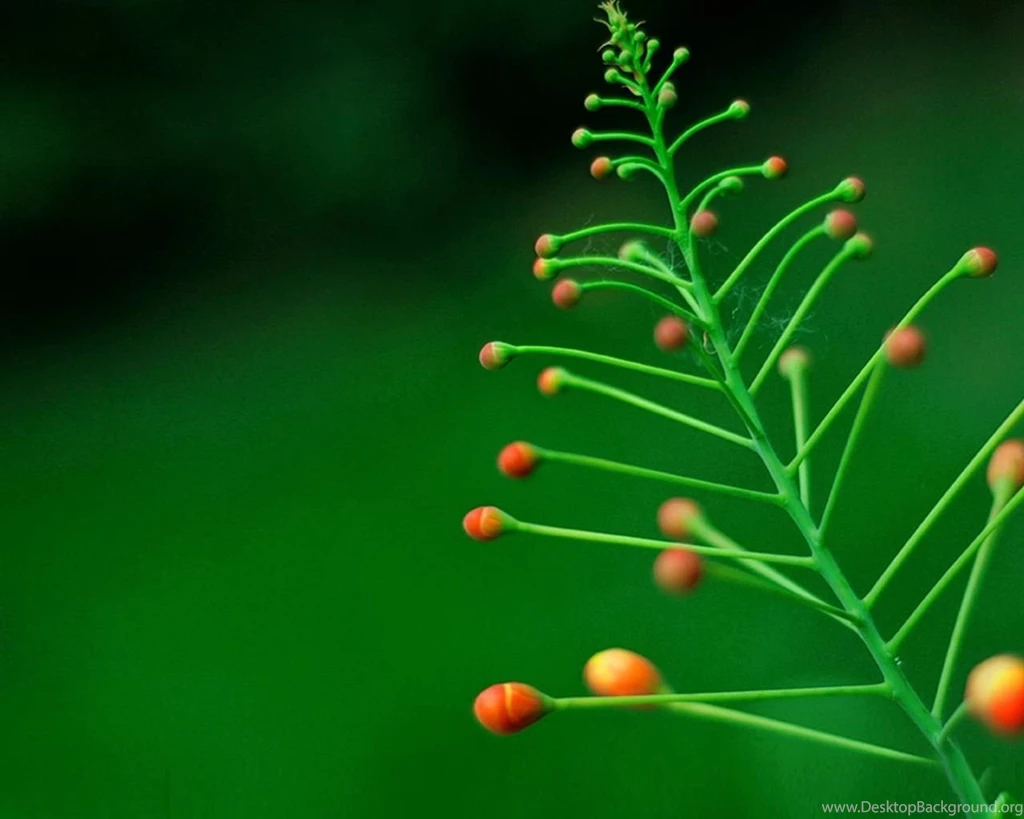 Lush Desktop Backgrounds Picture 1280x1024 Laptop Wallpaper