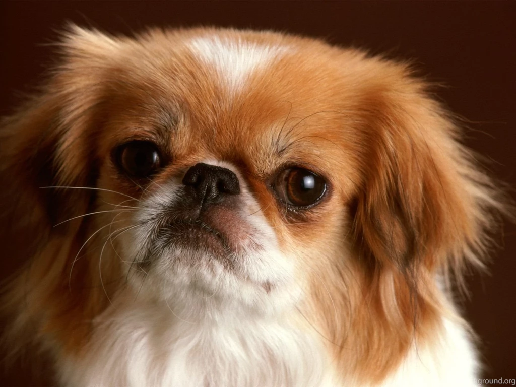 Puppies Cute Loving Dogs Animals Pets Wallpapers PowerballForLife