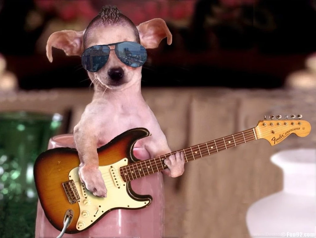 Funny Dogs Wallpapers HD Wallpapers
