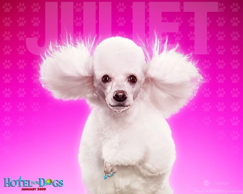 Great Effect Pink Dog Wallpaper Backgrounds Dogs Wallpapers ...