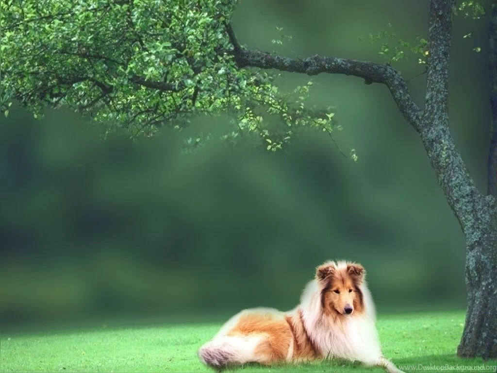 Collie Dog Wallpaper HD.jpg