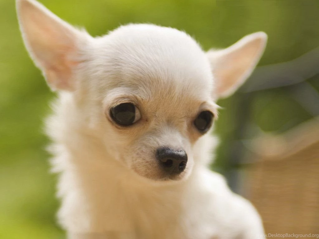 Download Dogs S Dog Chihuahua Free Backgrounds Desktop Pics ...