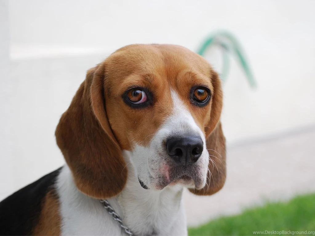 Big Eyes Dog Wallpaper Backgrounds Dogs Wallpaper Backgrounds ...