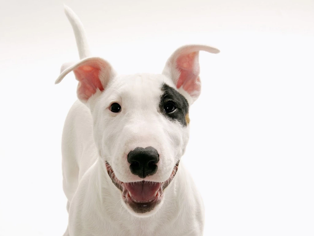 Cute baby dogs wallpaper hd download.jpg