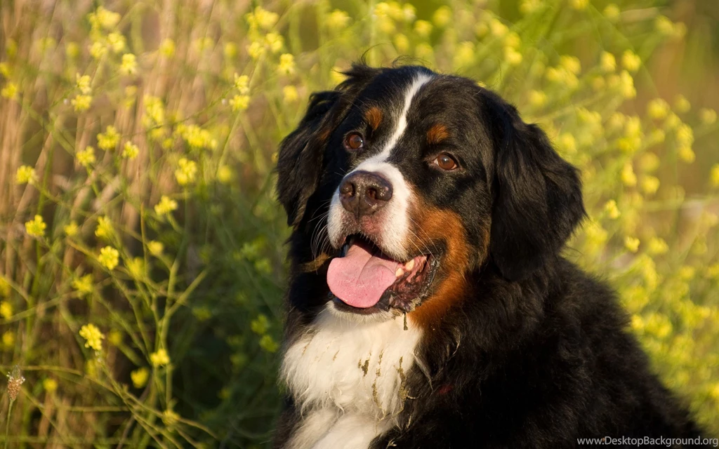 7 Bernese Mountain Dog HD Wallpapers