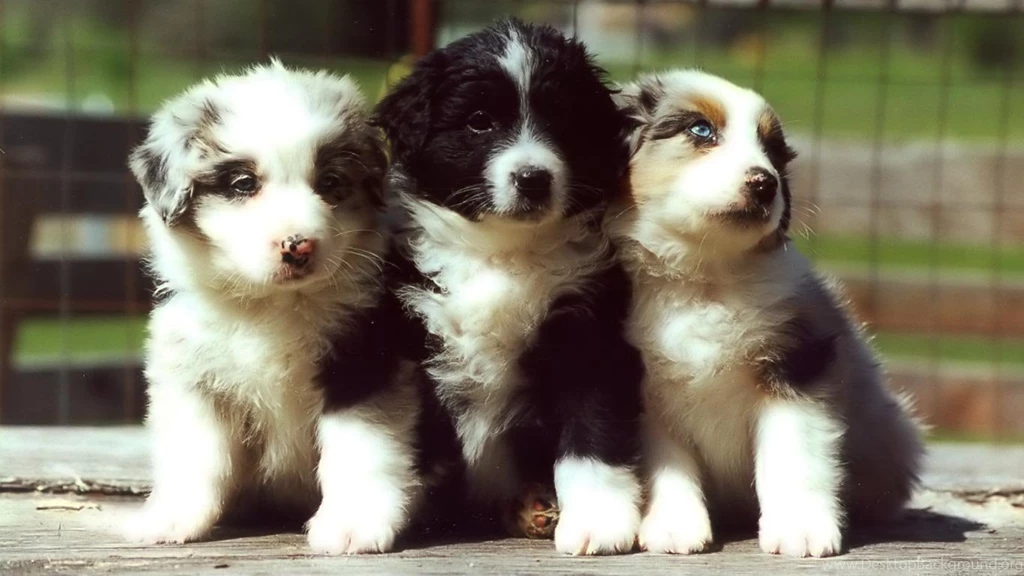 Desktop Wallpapers · Gallery · HD Notebook · Puppies Netbook ...