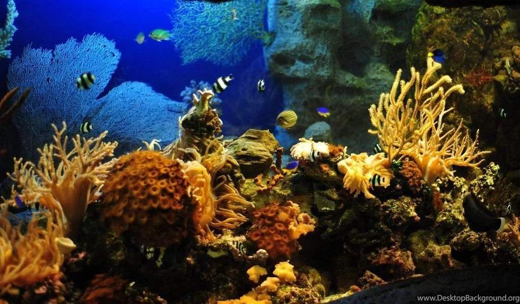 Top 1024 X 600 Desktop Wallpaper Images For Pinterest