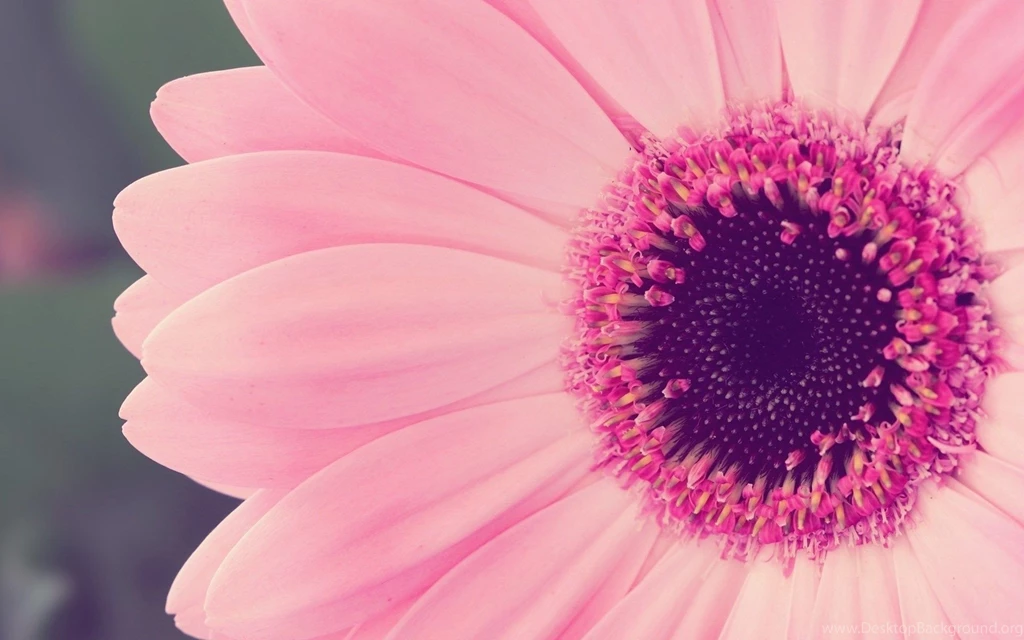 Gerbera Daisy Pink Hd Wallpapers Wallpapers