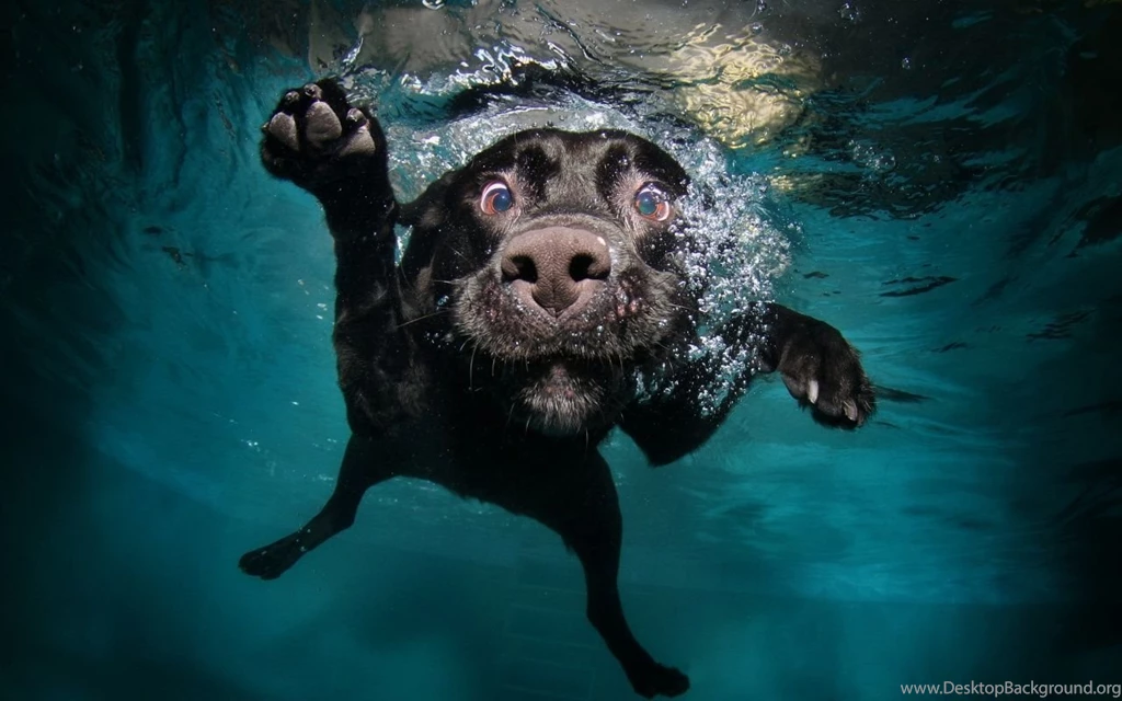 1280x800 Funny Dog Diving Wallpapers