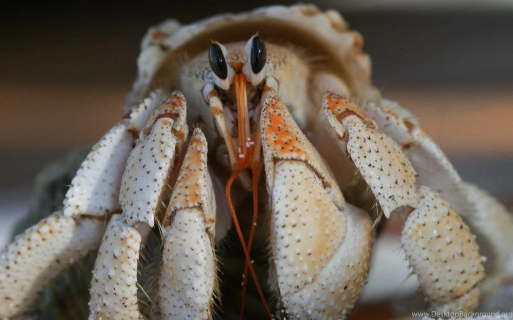 1280x800 Funny Crab Desktop PC And Mac Wallpapers
