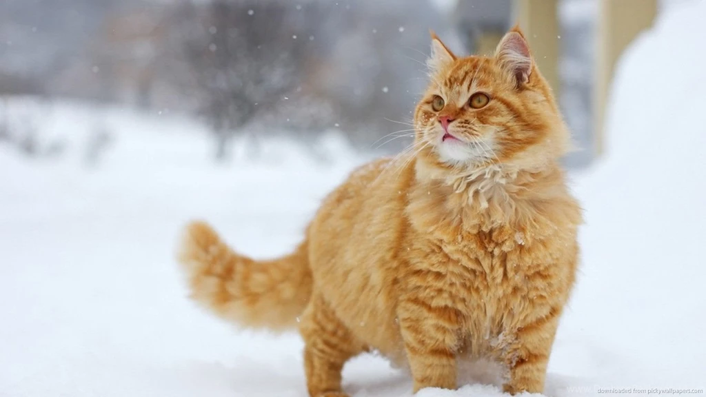 Download 1366x768 Red Cat Loves Winter Wallpapers