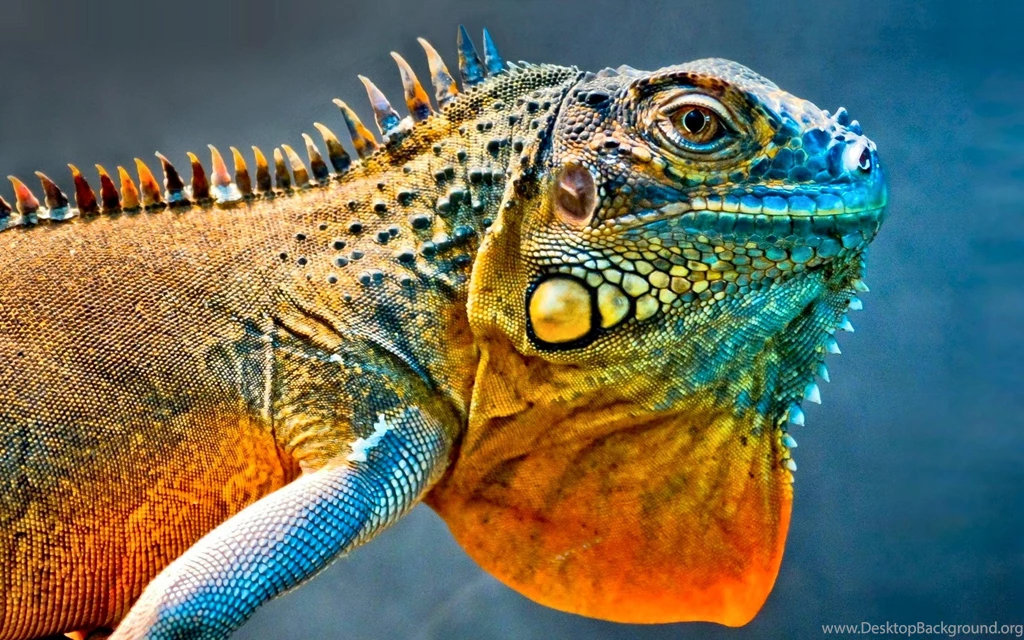 Cool Iguana Wallpaper.jpg