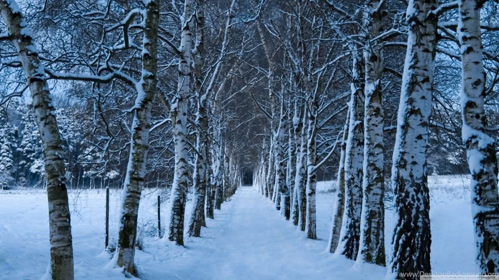 Birch Trees Alley, Winter HD Desktop Wallpapers : High Definition ...