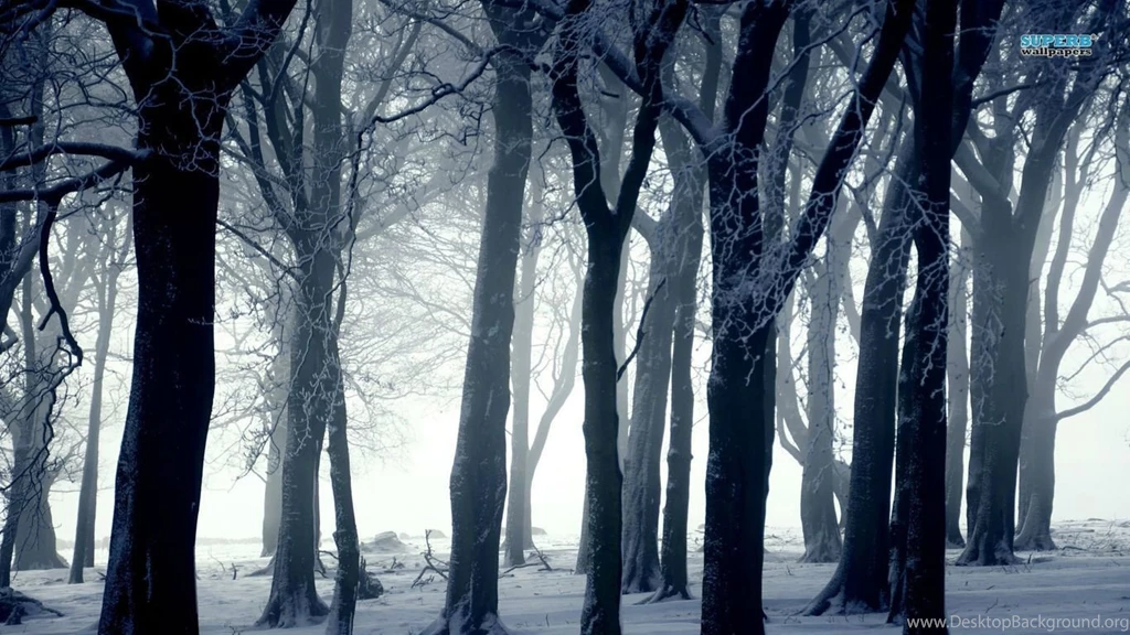 Dark Forest In Winter Wallpapers Photography Wallpapers