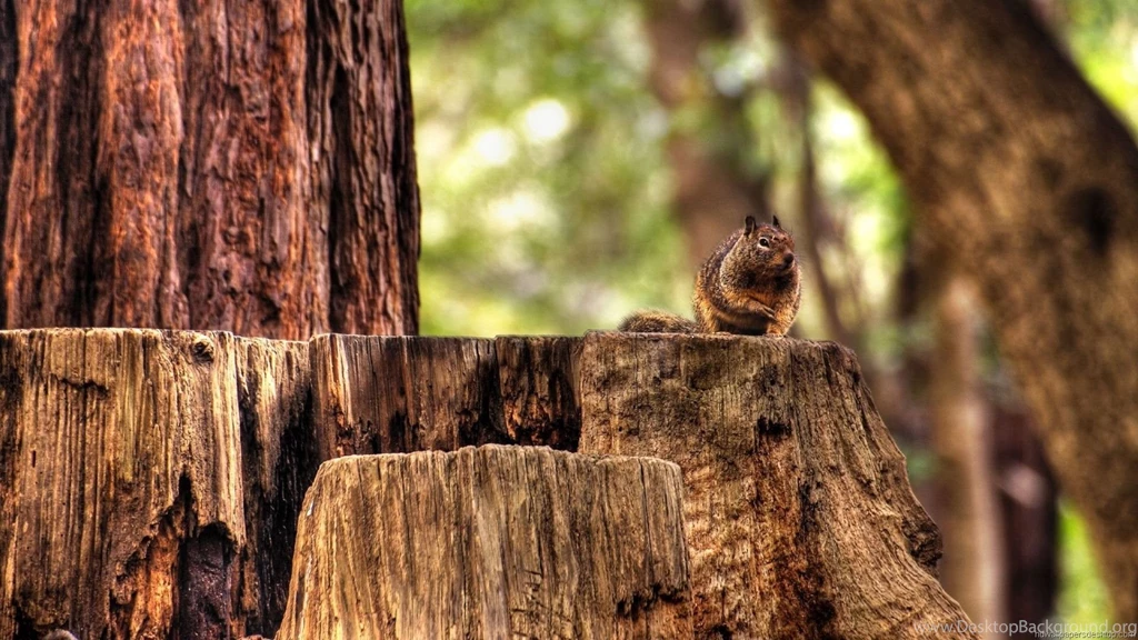 Desktop Animals Wallpapers Pictures Admin 1920X1200