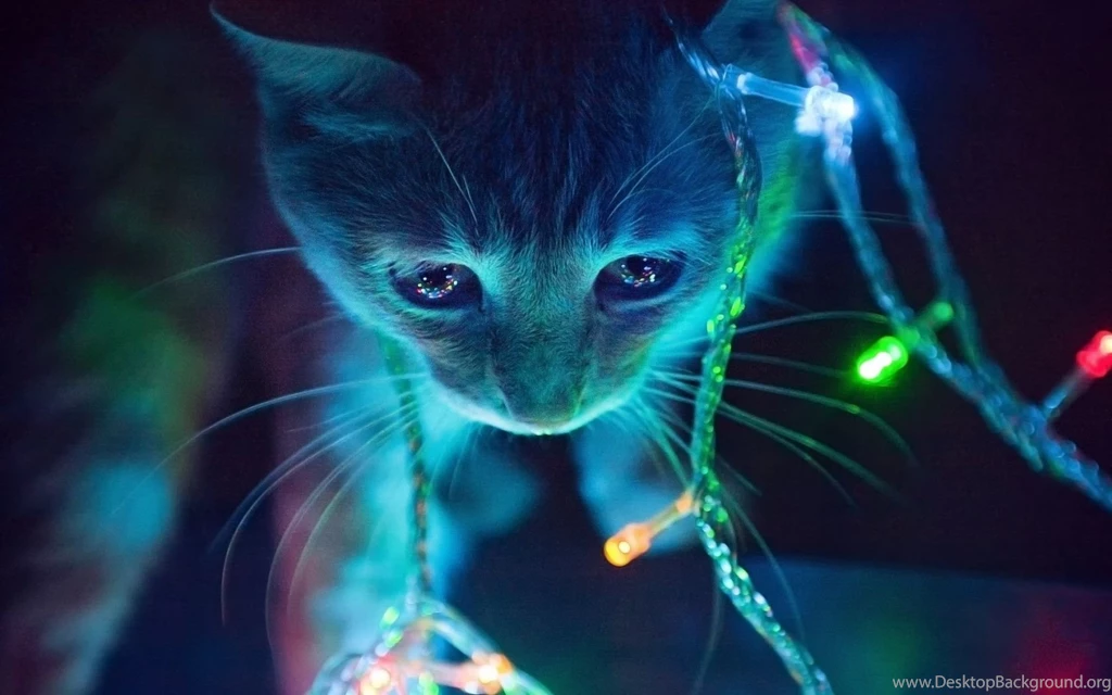 1680x1050 Christmas Lights Cat Desktop PC And Mac Wallpapers