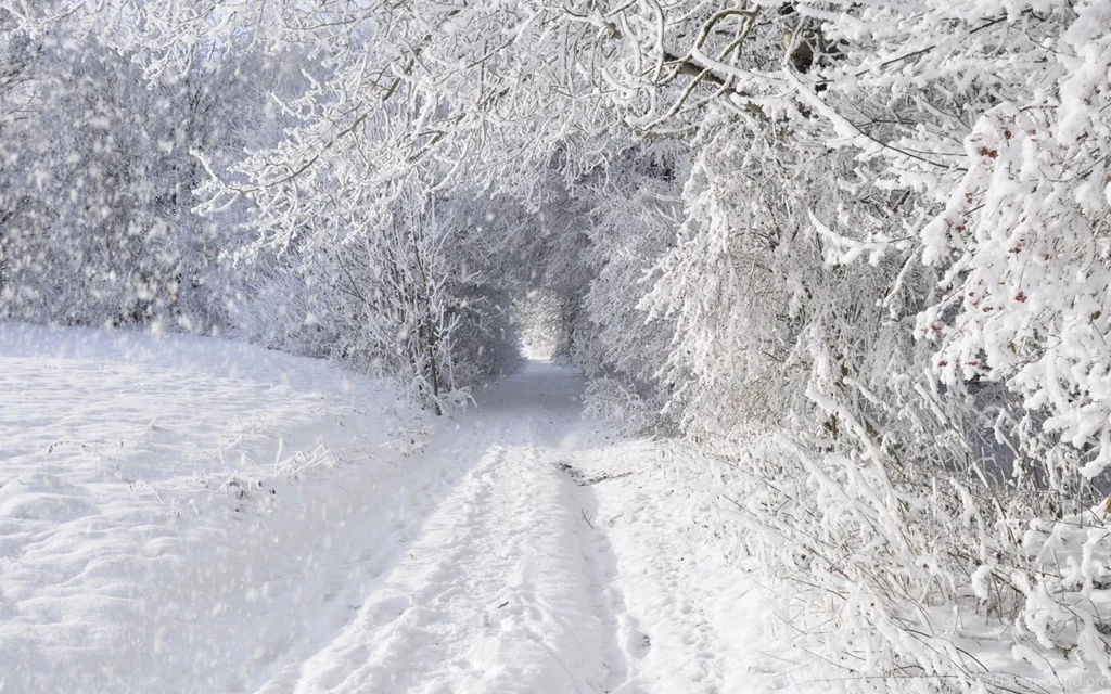 1440x900 Solid Winter Forest & Road Desktop PC And Mac Wallpapers