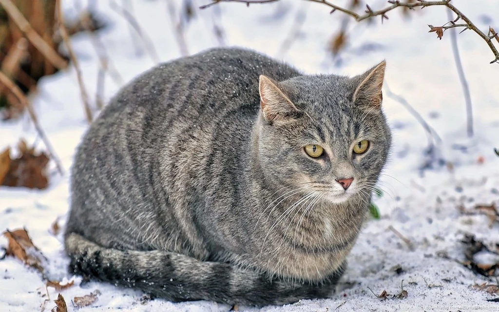 Download 1440x900 Freezing Cat In Winter Wallpapers