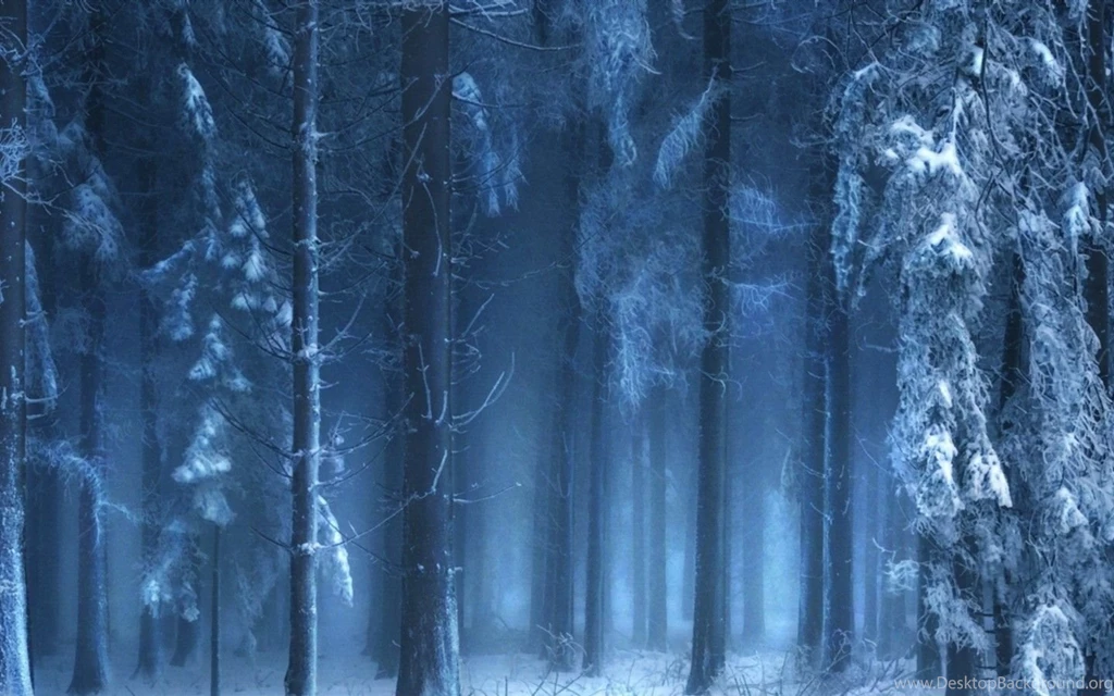 Mysterious Forest In Winter Wallpapers