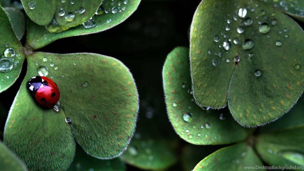 Nature Wallpapers 1920x1080 (