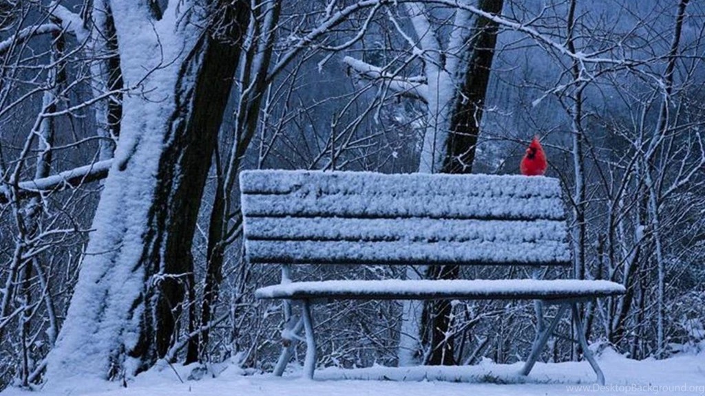 Color In Winter Wallpapers   (