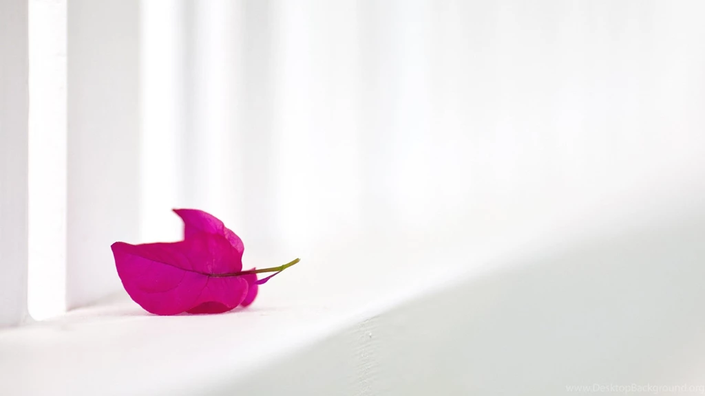 White Backgrounds Abstract Wallpapers Hd Wallpapers