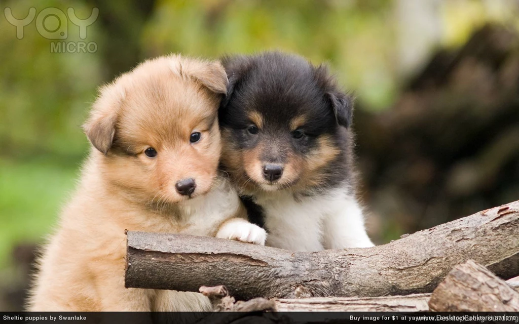 Puppies Wallpapers 527 Desktop Wallpapers Hivewallpaper.com