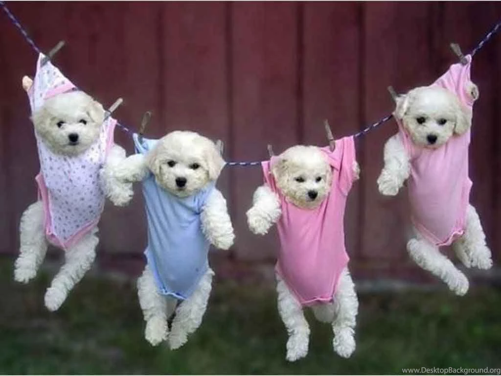 Cute puppies wallpapers 5   AHD Images