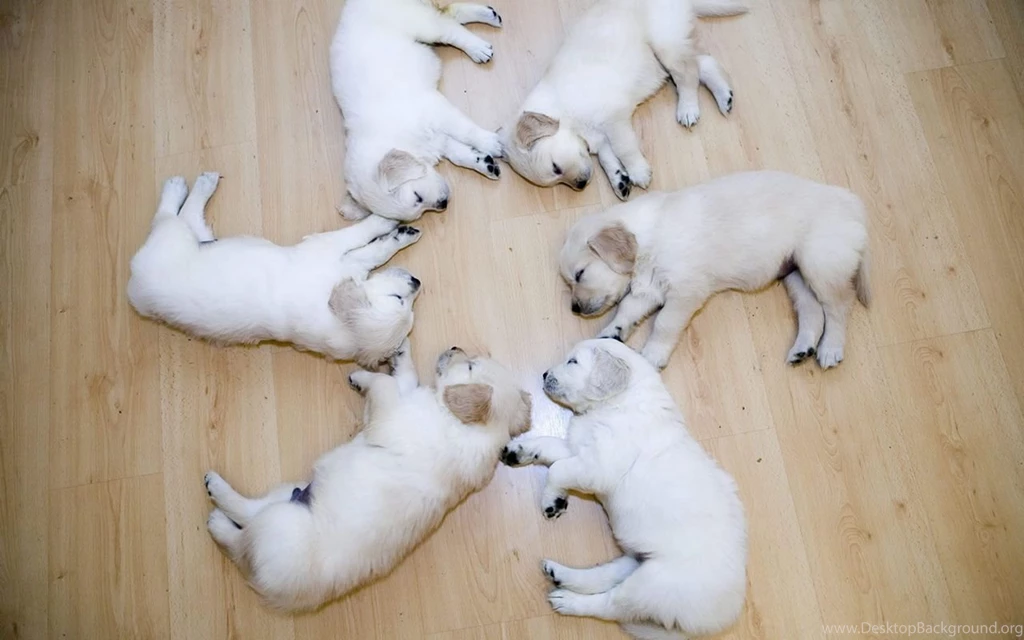 Cute Puppy Pictures Wallpapers