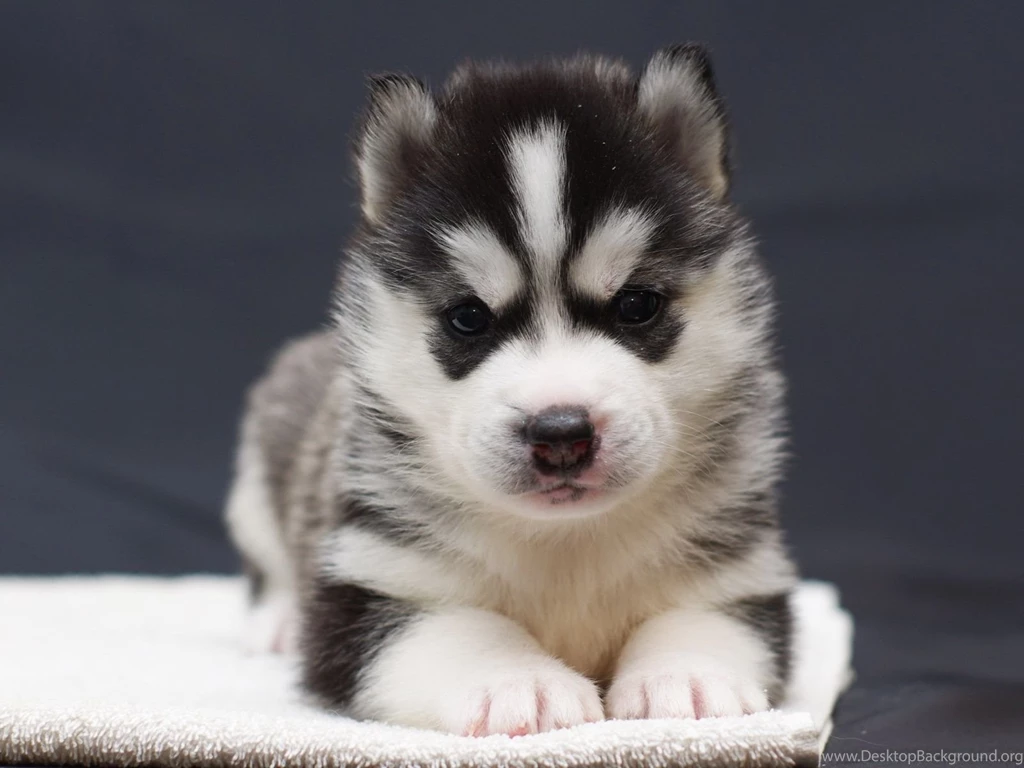 Cute Puppy