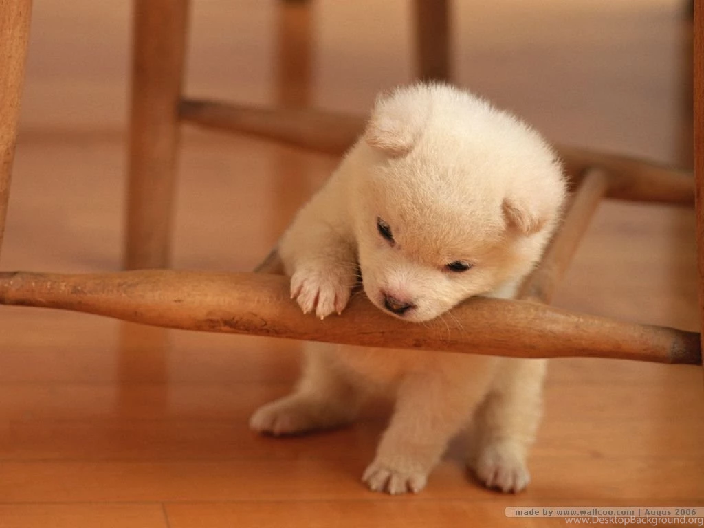 Wallpapers Of Puppies