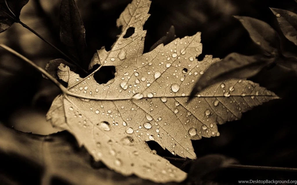 For Wide Screen Laptop Notebook :Ubuntu Wallpapers Collection ...