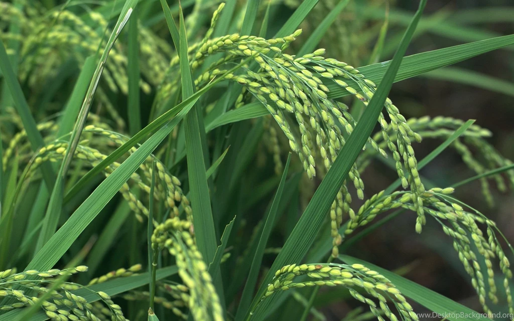 Screen, Wallpaper, Grass, Beautiful, Desktops, Laptop, Widescreen ...