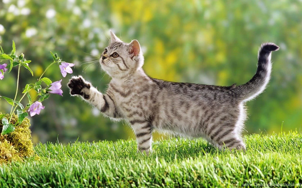 Cute Cat Wallpapers Download Free Cute Cat WideScreen Wallpapers ...
