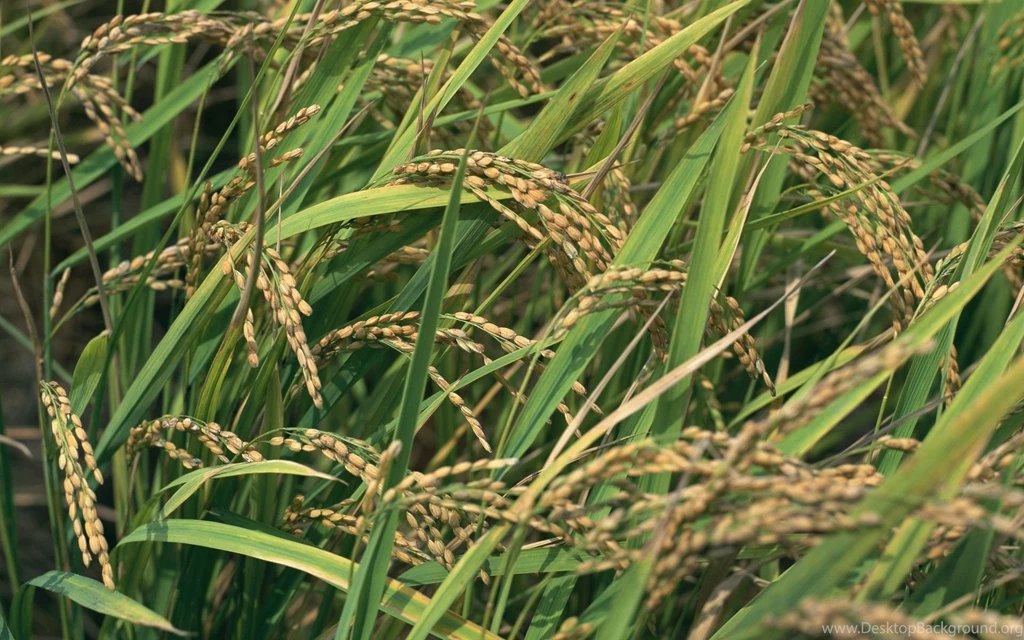Screen, Wallpaper, Grass, Beautiful, Desktops, Laptop, Widescreen ...