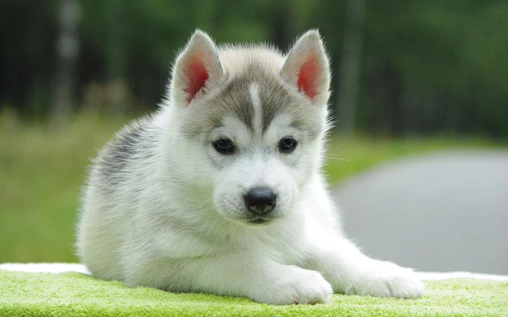 Wallpapers Cute Husky Puppy PowerballForLife