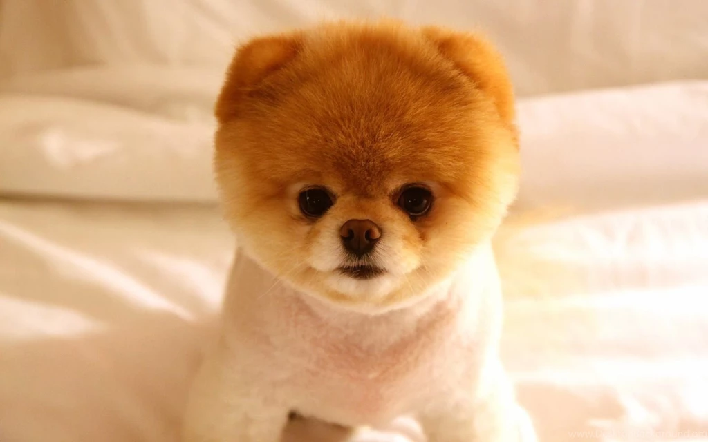 Fine Wallpapers HD: Download High Resolution Wallpapers Of Puppies