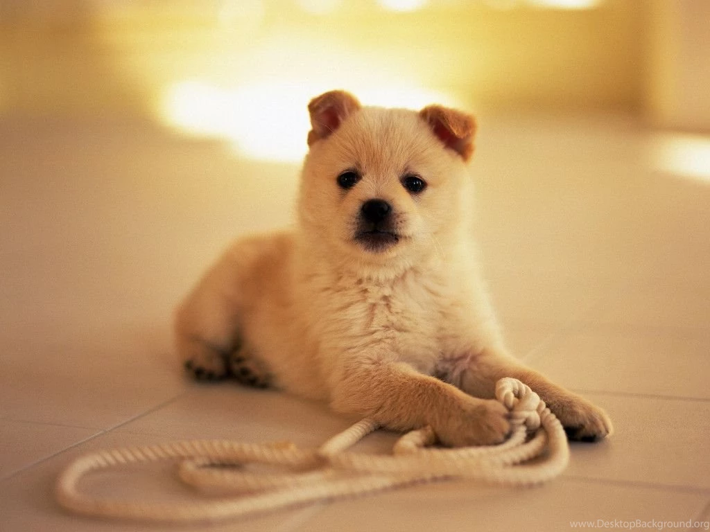 Cool White Puppy HD WallpaperWelcome To StarChop