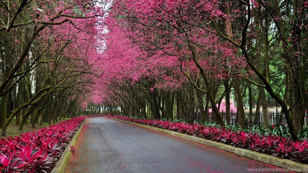 Beautiful Spring Scenery Wallpapers HD 1080p For Desktop