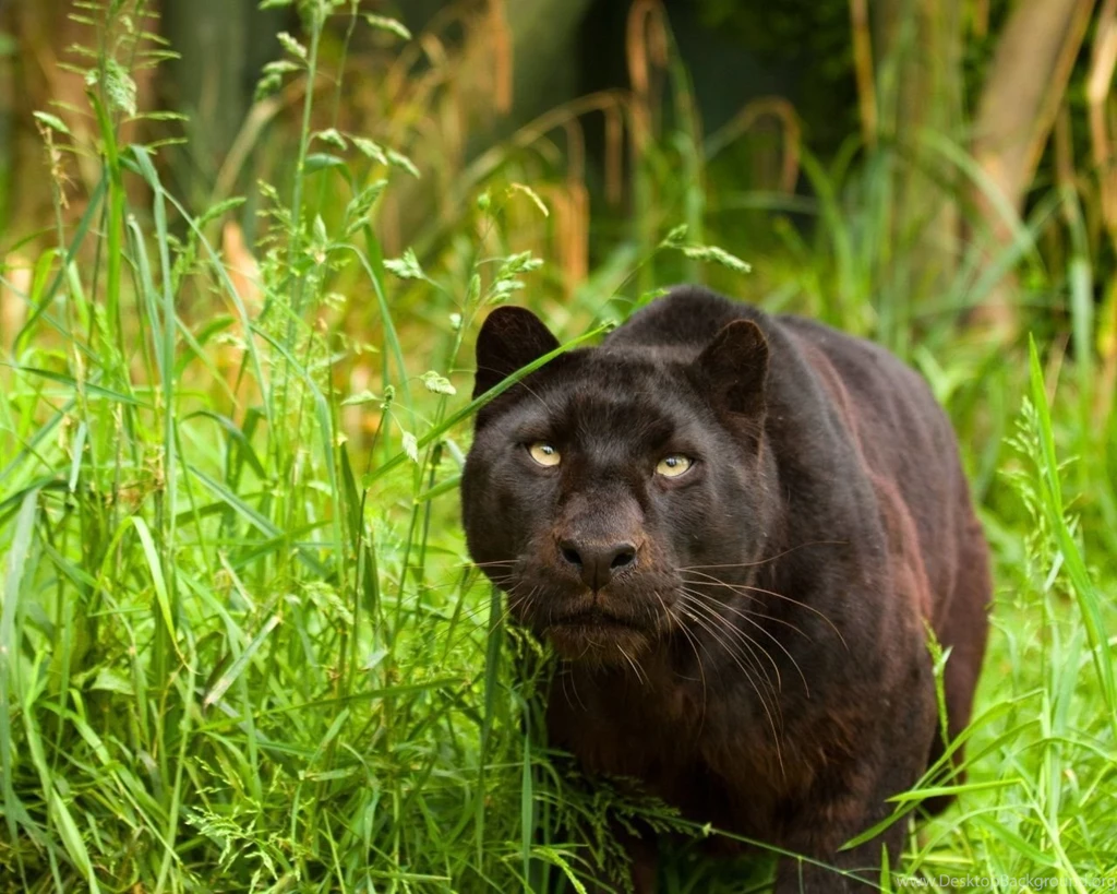 1280x1024 Black Panther Nature Wallpapers