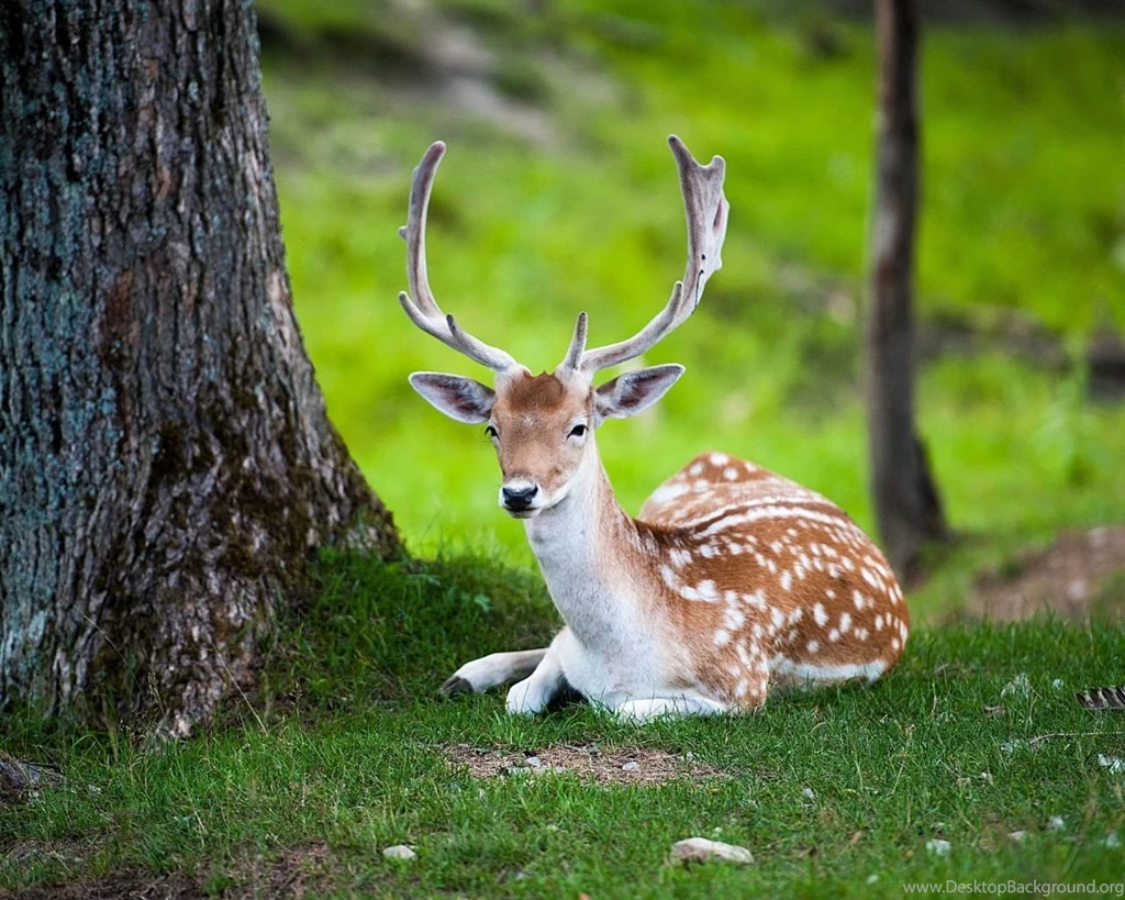 1280x1024 Deer Nature Wallpapers