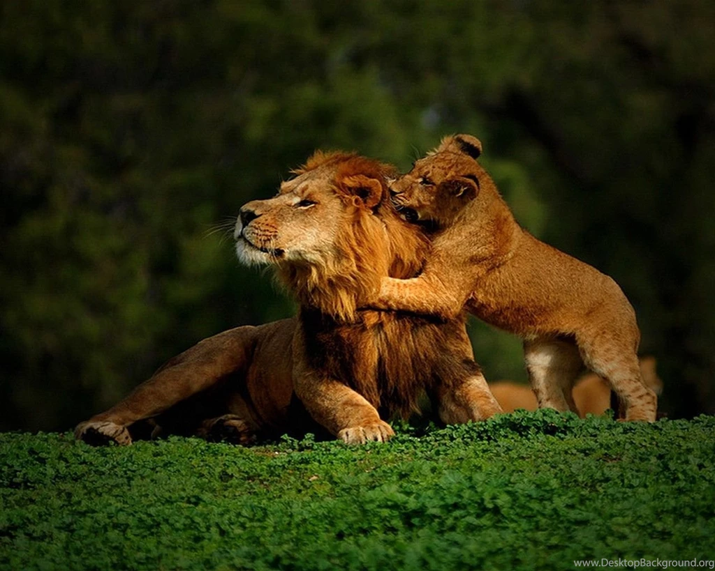 Download Nature Dad Wallpapers 1280x1024