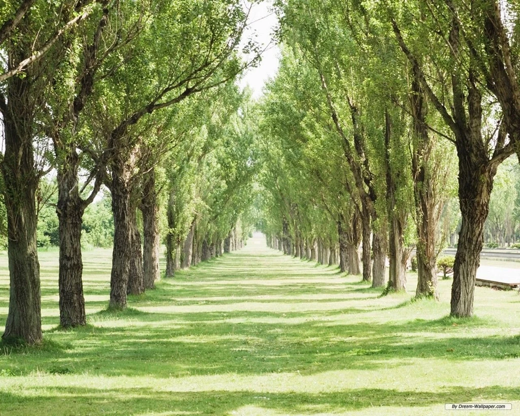 Free Wallpapers Free Nature Wallpapers Green Grass 2 Wallpapers ...