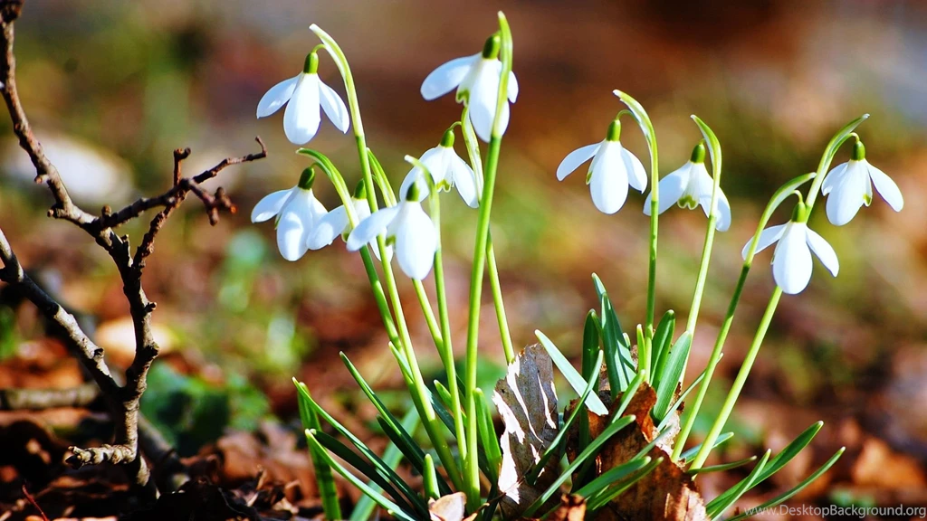 Nature Flowers Snowdrops Fresh New Hd Wallpapers [Your Popular HD ...