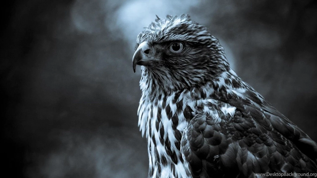 Eagle 3D Wallpapers HD