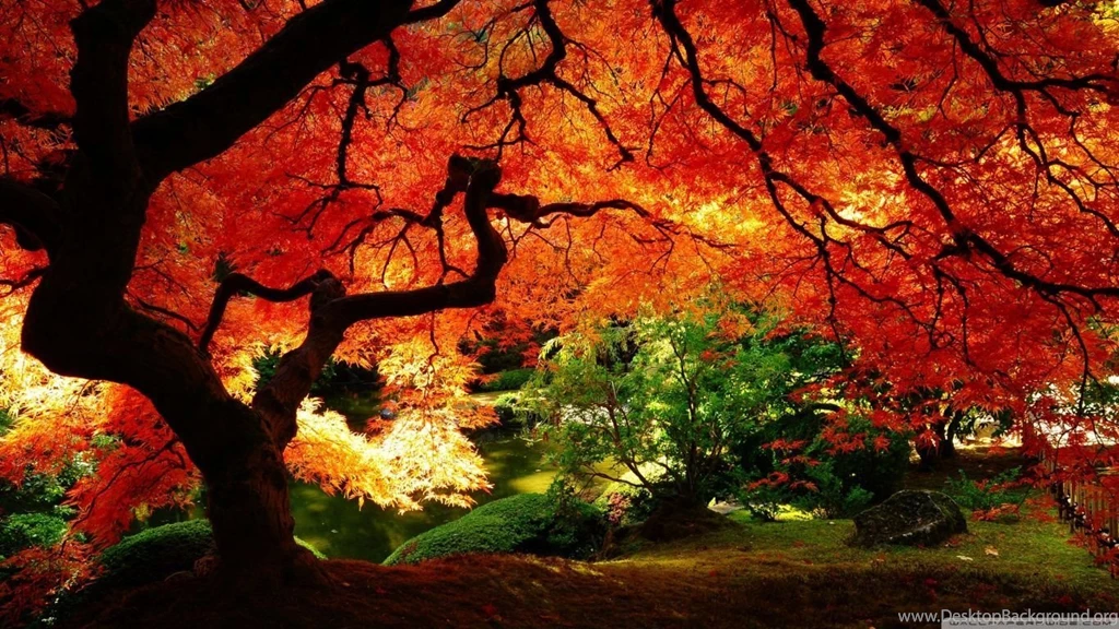 HD Wallpapers